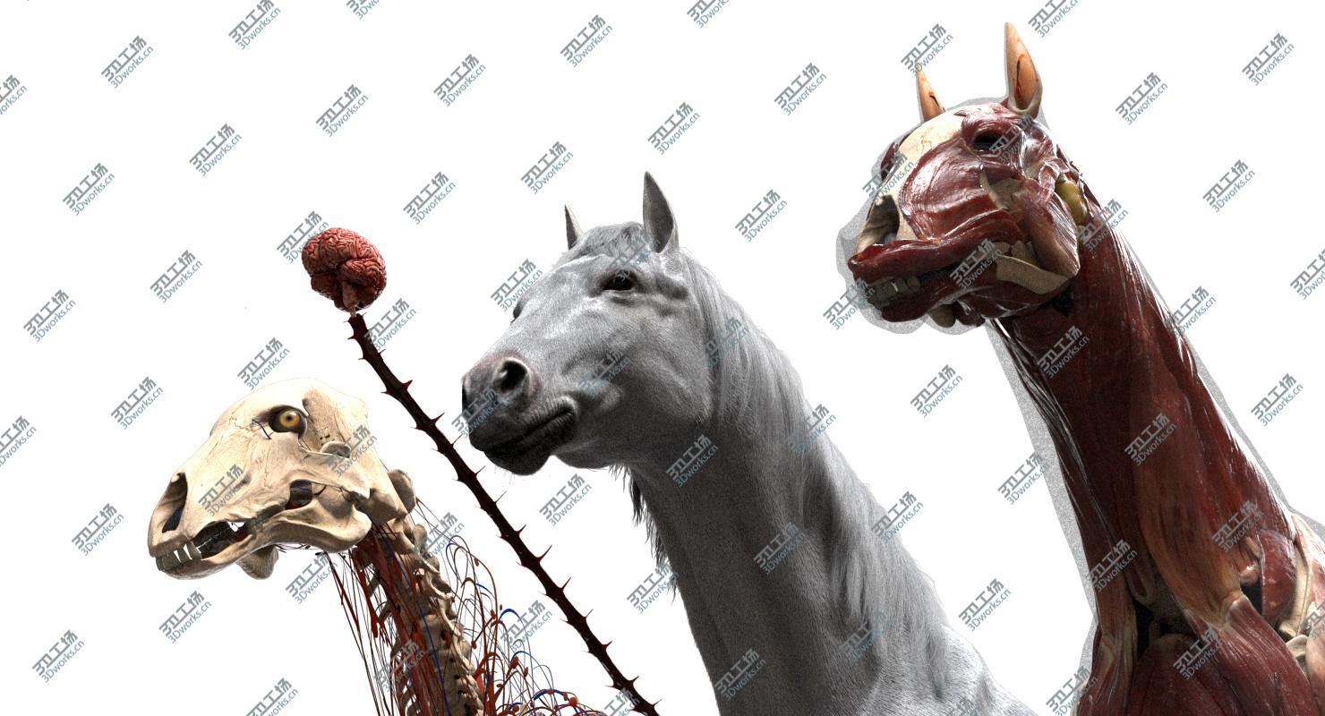 images/goods_img/20210113/3D Horse Anatomy model/5.jpg